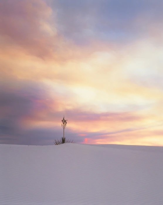 Yucca, White Sand, New Mexico / Tirage Cibachrome