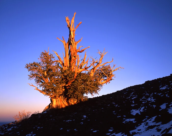 Pinus Longaeva Bristlecone Pine Tree, California / Tirage Cibachrome