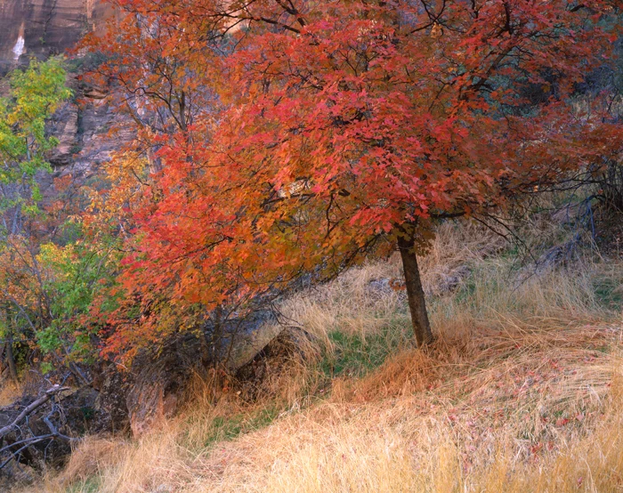 Cottonwood Tree Zion Nat'l Park, Utah / Tirage Cibachrome