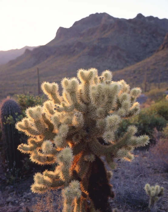 Cylindropuntia Bigelovii, Arizona / Tirage Cibachrome