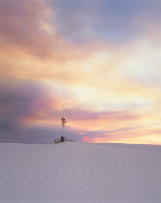 Yucca, White Sand, New Mexico	 - Tirage Cibachrome