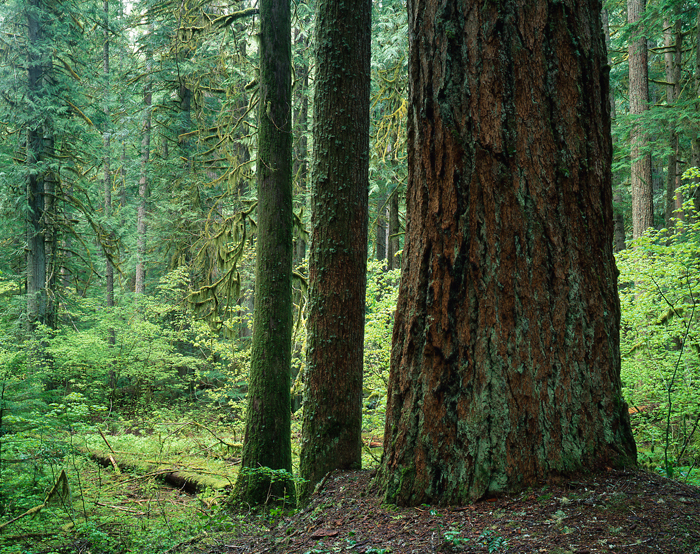 Sequoia Nat'l Park, California - Tirage Cibachrome