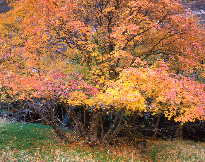 Fall Colors Zion National Park, Utah