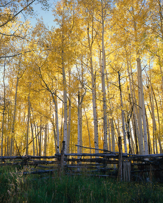 Uncompahgre Forest, Colorado - Tirage Cibachrome