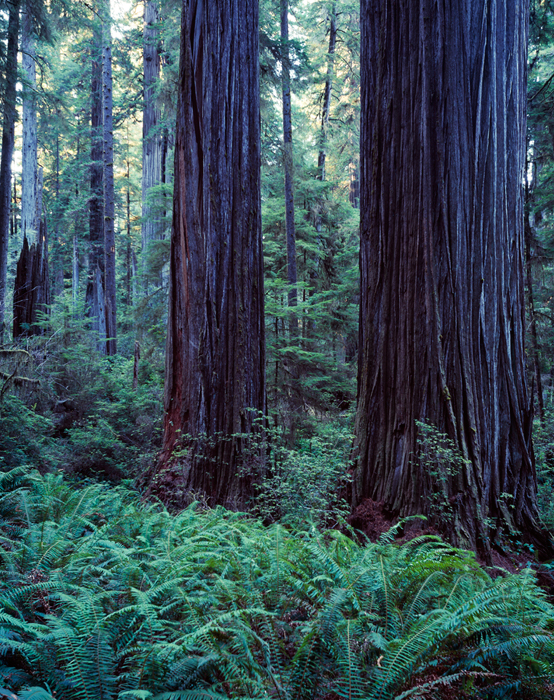 Jedediah Smith Redwoods, California