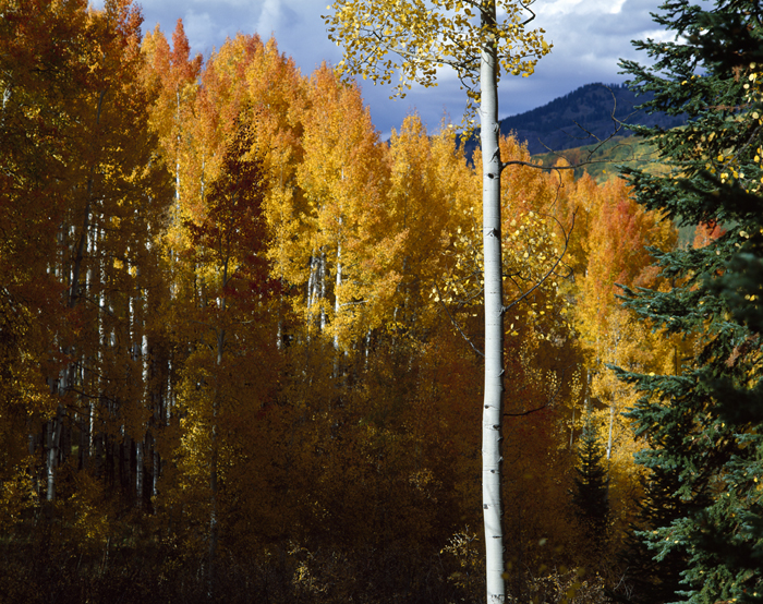 Stand By Me, Cliff Creek Trail, Colorado  - Tirage Cibachrome