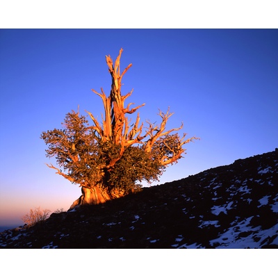 Pinus Longaeva Bristlecone Pine Tree, California