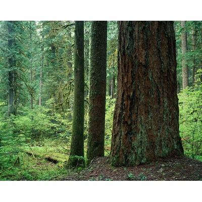 Sequoia Nat'l Park, California