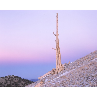 Bristlecone Pine Tree, California