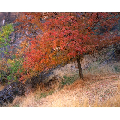 Cottonwood Tree Zion Nat'l Park, Utah