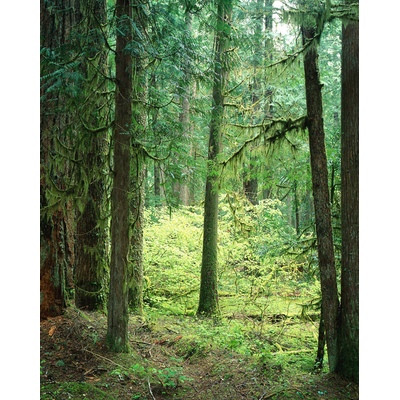 Sequoia Nat'l Park, California