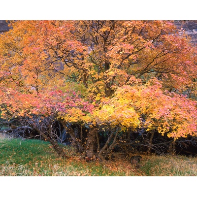 Fall Colors Zion National Park, Utah
