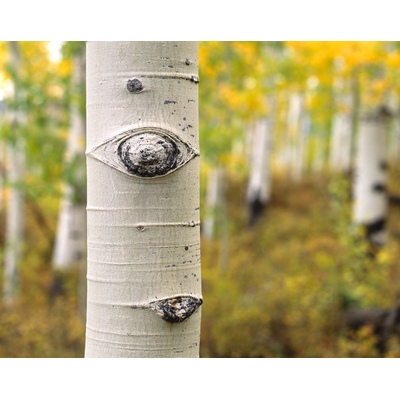 La Sal Mountain Loop Road, Utah