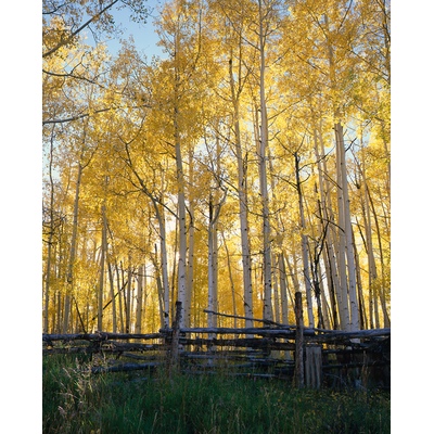 Uncompahgre Forest, Colorado