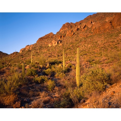 Saguaro Cactus, Arizona