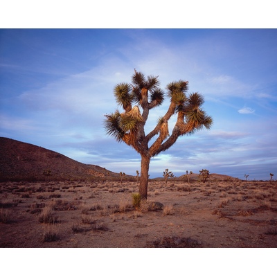 Shining, Joshua, California