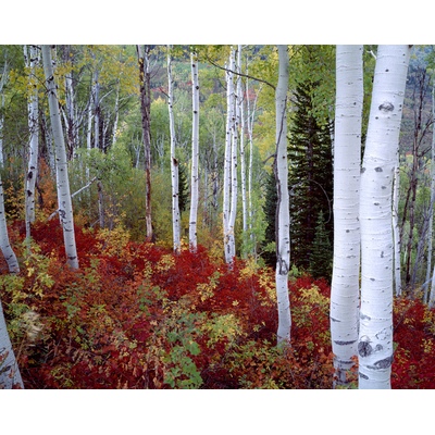 Timpanogos Forest, Utah
