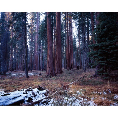 Sequioa National Park, Congress Trail, California