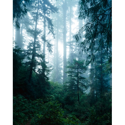 Damnation Creek trail, Redwoods, California