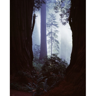 Damnation Creek trail, Redwoods, California