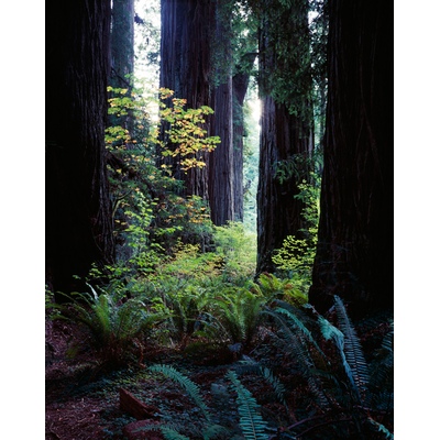 Jedediah Smith Redwoods State Park, California