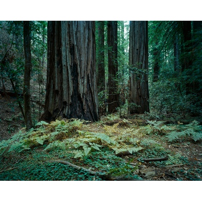Armstrong Redwoods State Natural Reserve, California