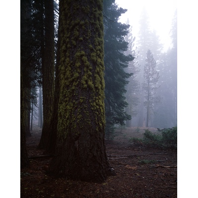 Yosemite, California