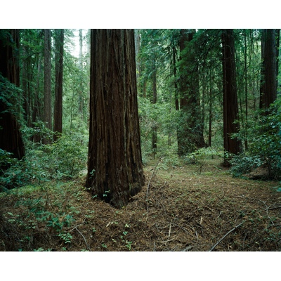 Armstrong Redwoods State Natural Reserve, California