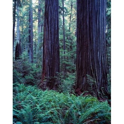 Jedediah Smith Redwoods, California
