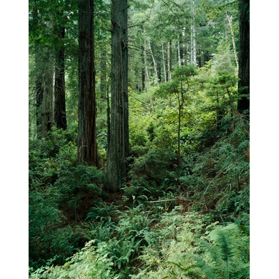 Redwoods Ossagon Trail, California