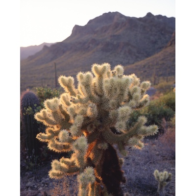 Cylindropuntia Bigelovii, Arizona
