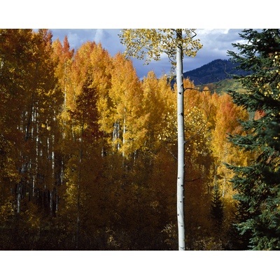 Stand By Me, Cliff Creek Trail, Colorado
