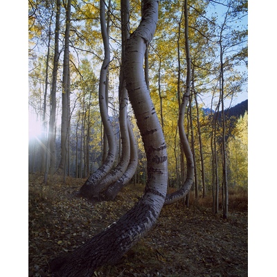 Ophir Pass Road, Colorado