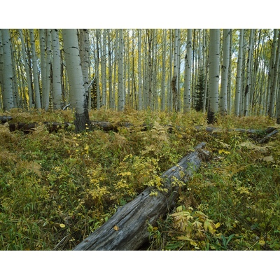 Aspens, Colorado