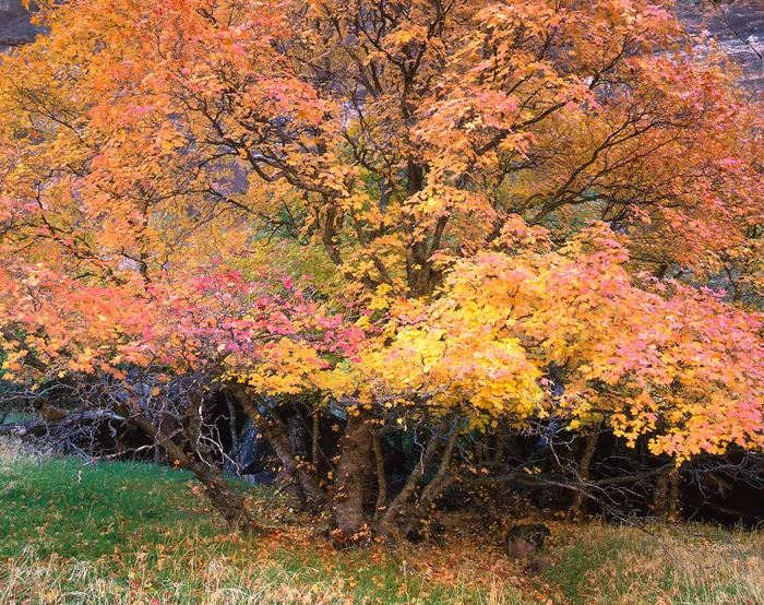 Fall Colors Zion National Park, Utah