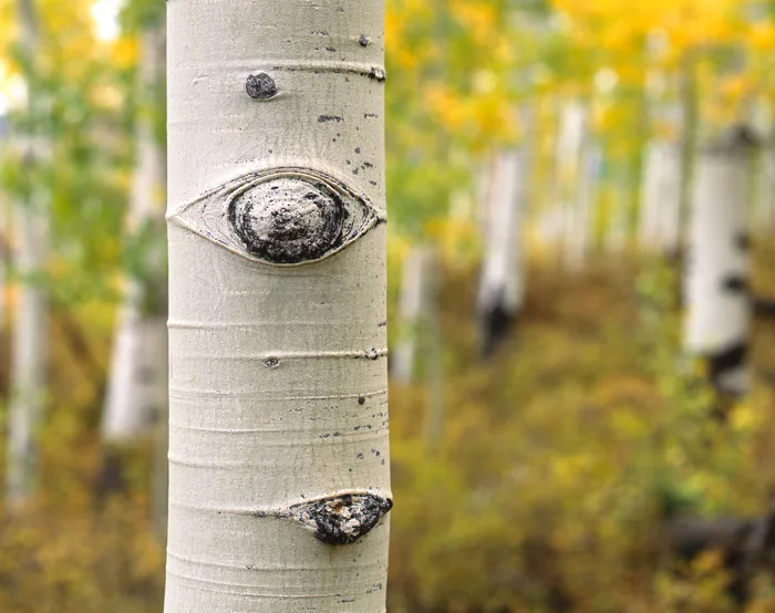 La Sal Mountain Loop Road, Utah