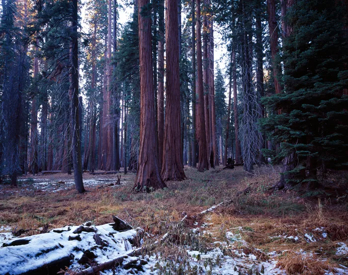 Sequioa National Park, Congress Trail, California