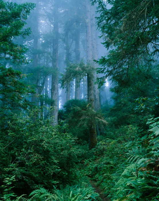 Damnation Creek trail, Redwoods State Park, California