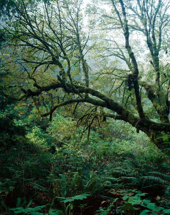 Damnation Creek trail, Redwoods State Park, California