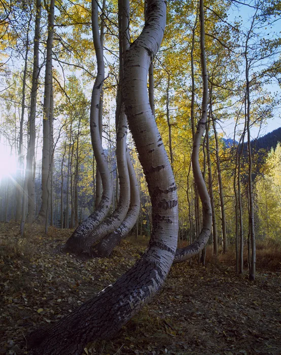 Ophir Pass Road, Colorado