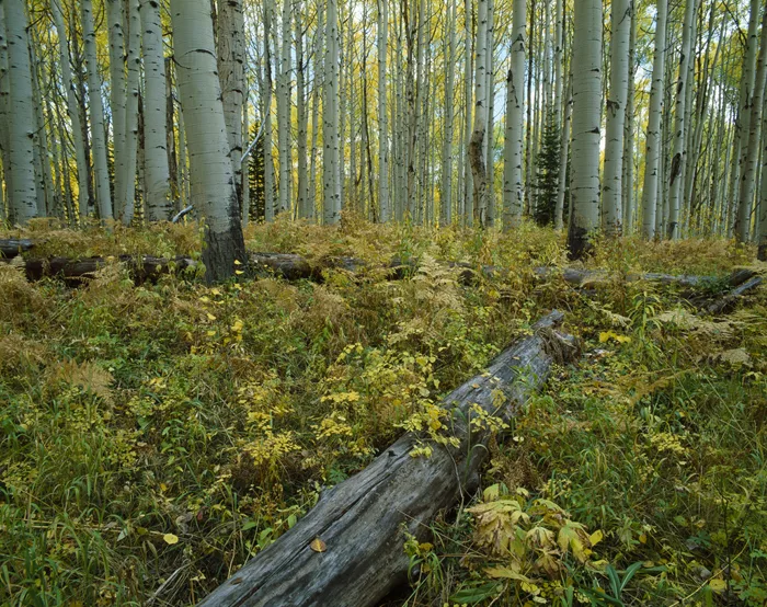 Aspens, Colorado