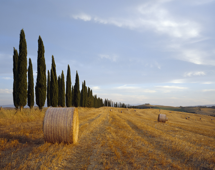 Haie de Cyprès, Toscane, Italie