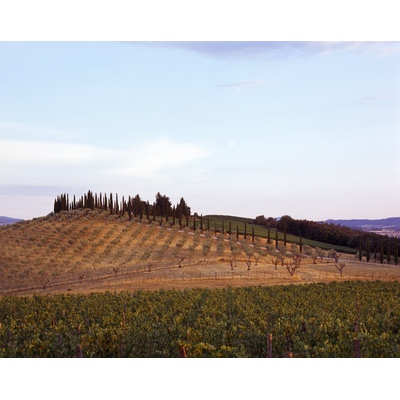 Vigne, Toscane, Italie