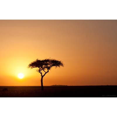 Wake up call, Masai Mara, Kenya