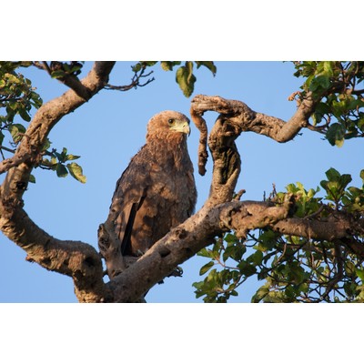 Steppe Eagle, Masai Mara, Kenya