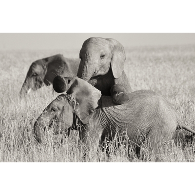 Saute-Mouton, Masai Mara, Kenya