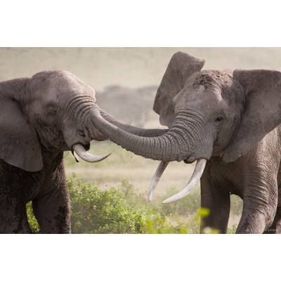Bang, Amboseli, Kenya