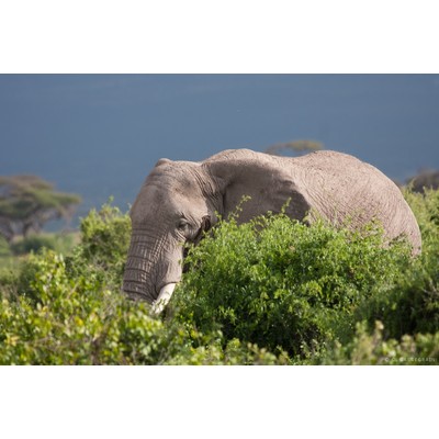 Pas facile de se cacher, Amboseli, Kenya
