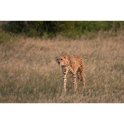 Guépard, Amboseli, Kenya