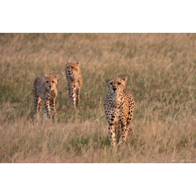 Cheetahs, Amboseli, Kenya